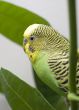 Macro close-up of classic green parakeet