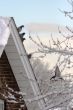Pigeons on the snow-covered roof