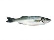 Sea-Bass Isolated Dicentrarchus Labrax