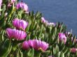 Hottentot close-up