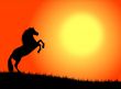 Horse in the sunset