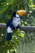 Toucan