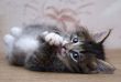 Small kitten playing at the table at home