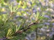 Pine branch