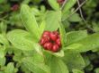 Wood berry a cowberry