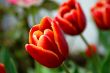 tulip-flower