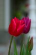 tulip-flower