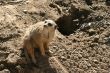 Meerkat 4709
