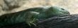 Prehensil Tailed Skink 4832