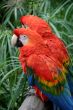 Scalet Macaw 4838