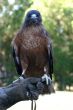 Red Tailed Hawk 4798
