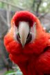 Scarlet Macaw 4853
