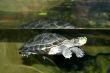 Turtle 4674