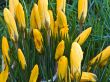 Crocuses