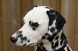 Dalmatian portrait.