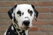 Dalmatian up front.