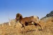 Bighorn Sheep