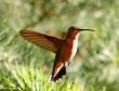 Humming Bird