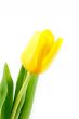 tulip