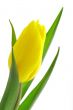 Nice, yellow closeup tulip