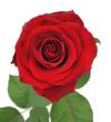 Nice red rose isolated background