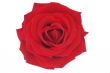 Nice red rose illustration over white