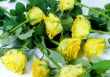yellow roses background