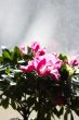 Purple flowers in sunshine at window