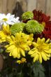 Spring multicolored chamomiles