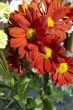 Spring multicolored chamomiles