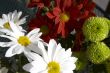 Spring multicolored chamomiles