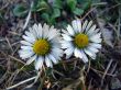 daisys