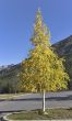 Graceful small tree.