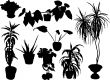 Silhouettes of flowers