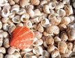 shells bachgroung