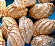 shells bachgroung