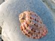 shell on stone