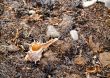 seashell on seaweed