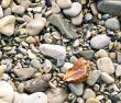 shell on sea pebble