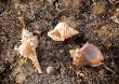 seashells on seaweed