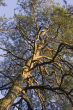 pine tree