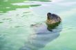 seal in water