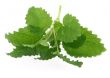 lemon balm
