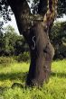 Cork tree forest  - Quercus suber