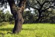 Cork tree forest  - Quercus suber