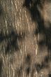 Bark of cork tree detail - Quercus suber