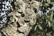 Virgin cork tree bark detail - Quercus suber