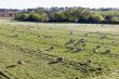 Merino sheep pasturing