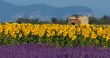 Lavender and sunflower setting in Provence, France