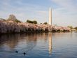 Cherry Blossom and Ducks